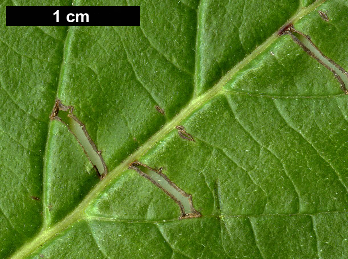 High resolution image: Family: Cornaceae - Genus: Cornus - Taxon: sericea